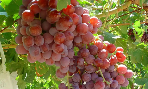 葡萄樹怎么繁殖成葡萄苗？3種常見方法，新手也能輕松育苗成功！